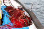 Pesca con i tremagli