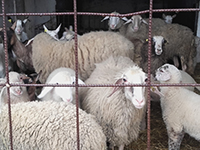 AZIENDA AGRICOLA LA MARPEA