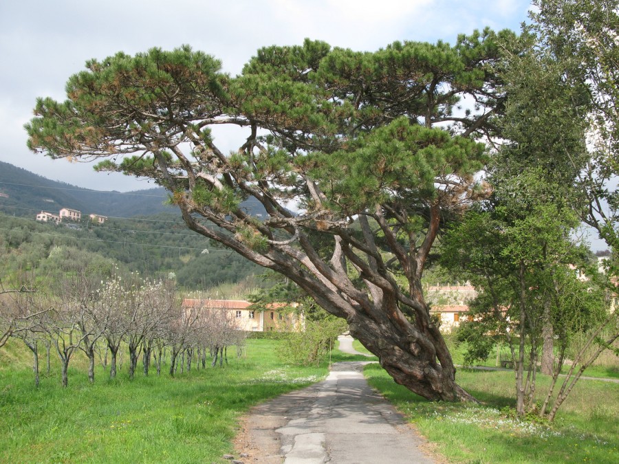 Francesca Perazzo - Memorie di un albero