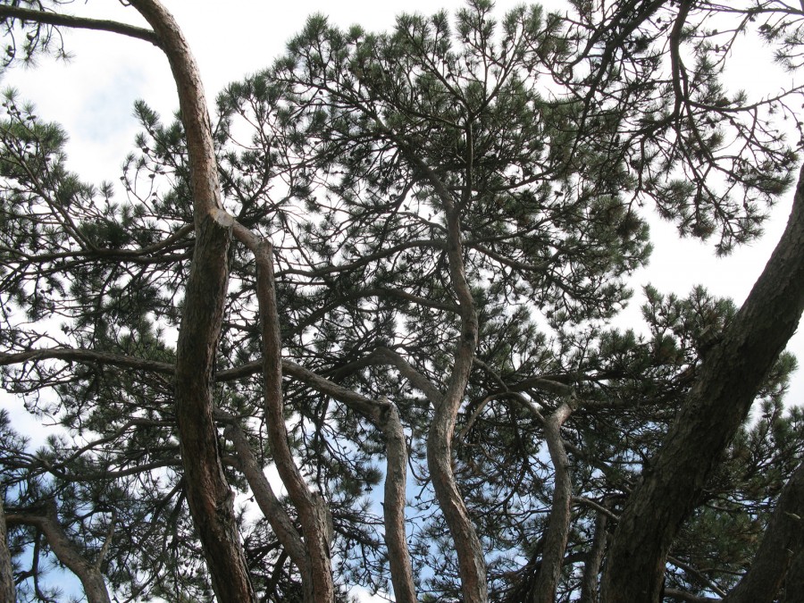 Francesca Perazzo - Memorie di un albero