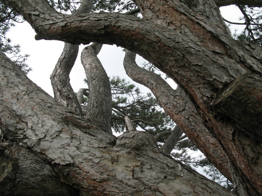 Francesca Perazzo - Memorie di un albero