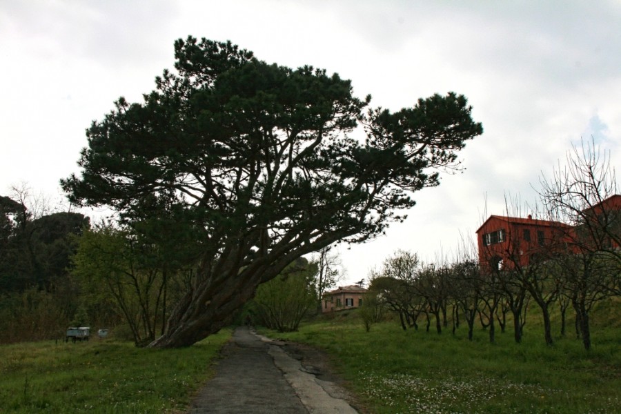 Giovanna Picceri - Nel parco di Villa Rimassa