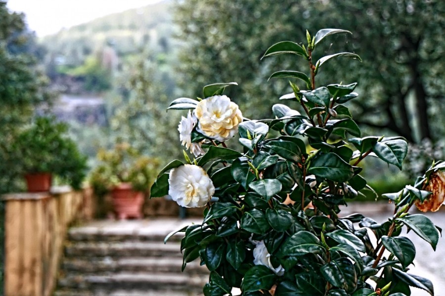 Giovanna Picceri - Nel parco di Villa Rimassa