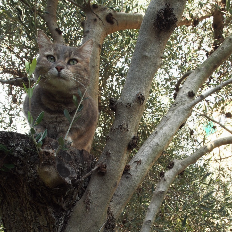 Pane e Olio 2025 - 2&deg; classificato concorso "Vota la foto"