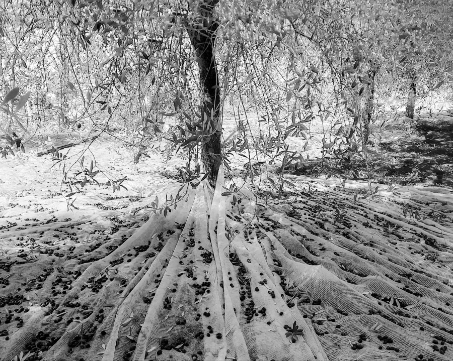 Pane e Olio 2025 - 3&deg; classificato concorso "Vota la foto"